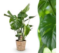 Green boutiQ - Plantes d'intérieur - Monstera Deliciosa - Plante à trous - Peu d'entretien - avec panier - Vert - 1 Plante - Pot 21cm - Hauteur 70-80cm