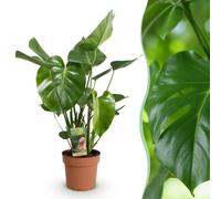 Green boutiQ - Plantes d'intérieur - Monstera Deliciosa - Plante à trous - Peu d'entretien - Vert - 1 Plante - Pot 21cm - Hauteur 70-80cm