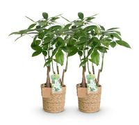 Green boutiQ - Plantes d'intérieur - Pachira Aquatica multi tronc - Arbre à monnaie - Peu d'entretien - avec panier - Vert - 2 Plantes - Pot 17cm - Hauteur 50-55cm