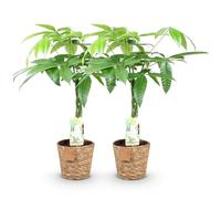Green boutiQ - Plantes d'intérieur - Pachira Aquatica tige tressée - Arbre à monnaie - Peu d'entretien - avec panier - Vert - 2 Plantes - Pot 17cm - Hauteur 60-70cm