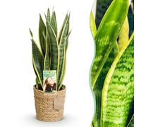Green boutiQ - Plantes d'intérieur - Sansevieria Laurentii - Langue de belle-mère - Peu d'entretien - avec panier - Vert - jaune - 1 Plante - Pot 17cm - Hauteur 60-70cm