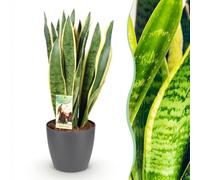 Green boutiQ - Plantes d'intérieur - Sansevieria Laurentii - Langue de belle-mère - Peu d'entretien- Vert - jaune - 1 Plante - avec Pot Gris - Pot 21cm - Hauteur 70-80cm