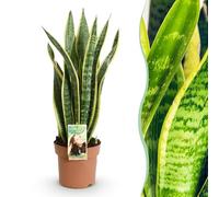 Green boutiQ - Plantes d'intérieur - Sansevieria Laurentii - Langue de belle-mère - Peu d'entretien - Vert - jaune - 1 Plante - Pot 17cm - Hauteur 60-70cm