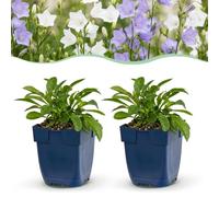 Green boutiQ - Plantes vivaces - Campanula persicaria Duo - Campanule à feuilles de pêcher - Attire-abeilles et papillons - Bleu - Blanc - 24 Plantes - Pot 11cm - Hauteur 15-25cm
