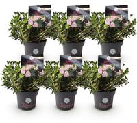 Green boutiQ - Rhododendron nain - Rhododendron Bloombux Light Pink - Buxus à fleurs - Peu d'entretien - Fleurs rose pâle - 6 plants - Pot de 17 cm - Hauteur 30-40 cm