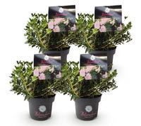 Green boutiQ - Rhododendron nain - Rhododendron Bloombux Light Pink - Buxus à fleurs - Peu d'entretien - Fleurs rose pâle - 4 plants - Pot de 17 cm - Hauteur 30-40 cm