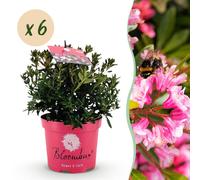 Green boutiQ - Rhododendron nain - Rhododendron Bloombux Magenta - Buxus à fleurs - Peu d'entretien - Fleurs roses - 6 plants - Pot de 17 cm - Hauteur 30-40 cm