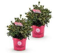 Green boutiQ - Rhododendron nain - Rhododendron Bloombux Magenta - Buxus à fleurs - Peu d'entretien - Fleurs roses - 2 plants - Pot de 23 cm - Hauteur 45-55 cm