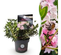 Green boutiQ - Rhododendron Nain - Rhododendron Bloombux Rose Clair - Buxus Fleurissant - Peu d'entretien - Fleur Rose Clair - 1 Plante - Pot 17cm - Hauteur 30-40cm