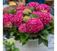 Green boutiQ - Tuinplant - Hydrangea Endles Summer Summer Love Red - Hortensia - Winterhard - Rood - 8 Planten - Pot 14cm - Hoogte 20-25cm