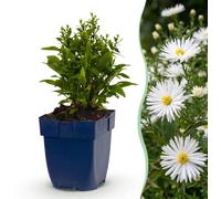 Green boutiQ - Vasteplant - Aster (D) - Edelweiss - Aster maritime - Attire les abeilles et les papillons - Blanc - 24 plants - Pot de 11 cm - Hauteur 15-25 cm