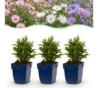 Green boutiQ - Vasteplant - Aster tricolore - Aster de la mer - Attire les abeilles et les papillons - Couleur : violet, rose, blanc - 12 plantes - Pot de 11 cm - Hauteur : 15-25 cm