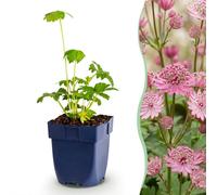 Green boutiQ - Vasteplant - Astrantia major - Astrance majeure - Plante vivace - Fleurs blanches et roses - 12 plants - Pot de 11 cm - Hauteur : 15-25 cm