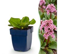 Green boutiQ - Vasteplant - Bergenia cordifolia - Plante aux chaussures - Plante d'ombre - Rose - 24 plants - Pot de 11 cm - Hauteur 15-25 cm
