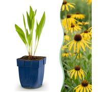 Green boutiQ - Vasteplant - Echinacea paradoxa - Zonnehoed - Bijen- en vlinderlokkers - Geel - 24 Planten - Pot 11cm - Hoogte 15-25cm