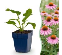 Green boutiQ - Vasteplant - Echinacea purp. Magnus - Zonnehoed - Bijen- en vlinderlokkers - Roze - 24 Planten - Pot 11cm - Hoogte 15-25cm