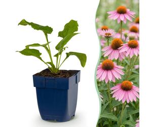 Green boutiQ - Vasteplant - Echinacea purp. Magnus - Zonnehoed - Bijen- en vlinderlokkers - Roze - 24 Planten - Pot 11cm - Hoogte 15-25cm