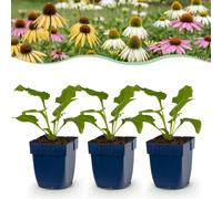 Green boutiQ - Vasteplant - Echinacea Tricolour - Zonnehoed - Bijen en Vlinderlokkers - Geel - Roze - Wit - 24 Planten - Pot 11cm - Hoogte 15-25cm