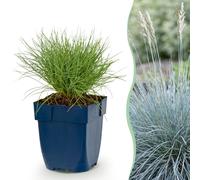 Green boutiQ - Vasteplant - Festuca glauca - Herbe bleue - Persistant - Bleu - 12 plants - Pot de 11 cm - Hauteur 15-25 cm