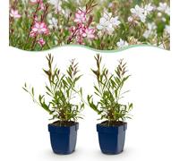 Green boutiQ - Vasteplant - Gaura Duo - Prachtkaars - Attire les abeilles et les papillons - Rose - Blanc - 24 plantes - Pot de 11 cm - Hauteur : 15-25 cm