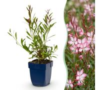 Green boutiQ - Vasteplant - Gaura lindheimeri. Rosyjane - Prachtkaars - Attire les abeilles et les papillons - Rose - 24 plants - Pot de 11 cm - Hauteur : 15-25 cm