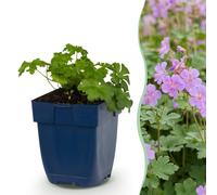 Green boutiQ - Vasteplant - Géranium Cambridge - Bec d'oiseau craintif - Plante couvre-sol - Rose clair - 12 plants - Pot de 11 cm - Hauteur 15-25 cm