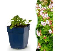 Green boutiQ - Vasteplant - Geranium macr. Spessart - Ooievaarsbek - Bodembedekkend - Wit-Roze - 24 Planten - Pot 11cm - Hoogte 15-25cm