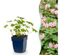 Green boutiQ - Vasteplant - Géranium macrorrhizum, variété Ingwersen - Bec d'oiseau craintif - Plante couvre-sol - Rose clair - 24 plants - Pot de 11 cm - Hauteur 15-25 cm