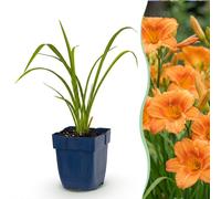 Green boutiQ - Vasteplant - Hémérocalle Mauna Loa - Lis d'un jour - Attire les abeilles et les papillons - Orange - 12 plants - Pot de 11 cm - Hauteur 15-25 cm