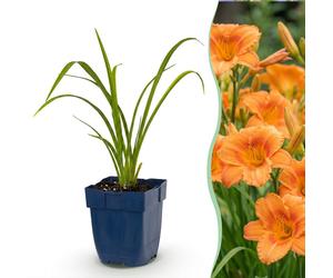 Green boutiQ - Vasteplant - Hémérocalle Mauna Loa - Lis d'un jour - Attire les abeilles et les papillons - Orange - 12 plants - Pot de 11 cm - Hauteur 15-25 cm