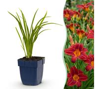Green boutiQ - Vasteplant - Hémerocallis Autumn Red - Daglilie - Attire les abeilles et les papillons - Rouge - 24 plants - Pot de 11 cm - Hauteur 15-25 cm