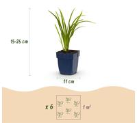 Green boutiQ - Vasteplant - Hémerocallis Autumn Red - Daglilie - Attire les abeilles et les papillons - Rouge - 12 plants - Pot de 11 cm - Hauteur 15-25 cm