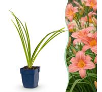 Green boutiQ - Vasteplant - Hémérocallis Rose Damas - Daglilie - Attire les abeilles et les papillons - Rose - 24 plants - Pot de 11 cm - Hauteur 15-25 cm