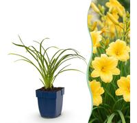 Green boutiQ - Vasteplant - Hémérocallis Stella d'Oro - Lis d'un jour - Attire les abeilles et les papillons - Jaune - 12 plants - Pot de 11 cm - Hauteur 15-25 cm