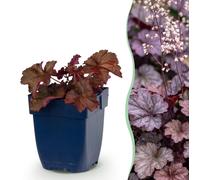 Green boutiQ - Vasteplant - Heuchera micr. Palace Purple - Heuchère 'Palace Purple' - Plante vivace - Ombre - Violet - 12 plants - Pot de 11 cm - Hauteur : 15-25 cm