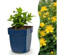 Green boutiQ - Vasteplant - *Hypericum calycinum* - Millepertuis - Attire les abeilles et les papillons - Jaune - 12 plants - Pot de 11 cm - Hauteur 15-25 cm
