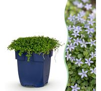 Green boutiQ - Vasteplant - Isotoma fluviatilis - Aster stelliger - Plante de rocaille - Bleu clair - 12 plantes - Pot de 11 cm - Hauteur 15-25 cm