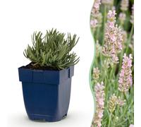 Green boutiQ - Vasteplant - Lavandula ang. Rosea - Lavande - Geurend - Rose - 12 plants - Pot de 11 cm - Hauteur 15-25 cm