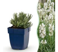 Green boutiQ - Vasteplant - Lavandula angustifolia 'Hidcote' - Lavande - Vert foncé - Violet - 24 plants - Pot de 11 cm - Hauteur 15-25 cm