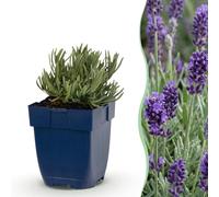 Green boutiQ - Vasteplant - Lavandula angustifolia 'Munstead' - Lavande - Fleur pourpre - Violet - 24 plants - Pot de 11 cm - Hauteur : 15-25 cm
