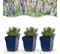 Green boutiQ - Vasteplant - Lavandula Tricolore - Lavande - Geurend - Bleu - Rose - Blanc - 24 plantes - Pot de 11 cm - Hauteur 15-25 cm