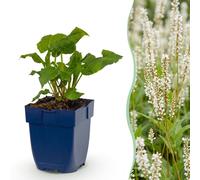 Green boutiQ - Vasteplant - Persicaria ampl. Alba - Polygonum bistorta 'Alba' - Plante vivace - Ombre - Blanc - 12 plants - Pot de 11 cm - Hauteur : 15-25 cm