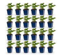 Green boutiQ - Vasteplant - Persicaria ampl. Alba - Polygonum bistorta 'Alba' - Plante vivace - Ombre - Blanc - 24 plants - Pot de 11 cm - Hauteur : 15-25 cm