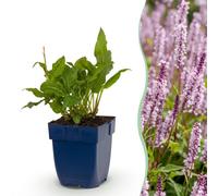 Green boutiQ - Vasteplant - Persicaria ampl. Rosea - Polygonum - Ombragé - Rose - 24 plants - Pot de 11 cm - Hauteur 15-25 cm