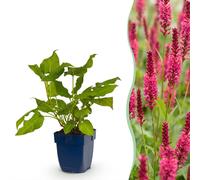 Green boutiQ - Vasteplant - Persicaria amplexicaulis - Polygonum amplexicaulis - Attire les abeilles et les papillons - Rouge - 24 plants - Pot de 11 cm - Hauteur 15-25 cm