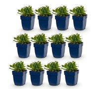 Green boutiQ - Vasteplant - Salvia nem. (Schneehügel) - Sauge - Attire les abeilles et les papillons - Blanc - 12 plants - Pot de 11 cm - Hauteur 15-25 cm