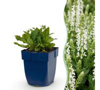 Green boutiQ - Vasteplant - Salvia nem. (Schneehügel) - Sauge - Attire les abeilles et les papillons - Blanc - 24 plants - Pot de 11 cm - Hauteur 15-25 cm