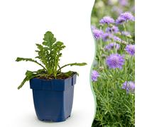 Green boutiQ - Vasteplant - Scabiosa 'Butterfly Blue' - Douifkruid - Attire les abeilles et les papillons - Violet - 12 plants - Pot de 11 cm - Hauteur : 15-25 cm