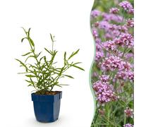 Green boutiQ - Vasteplant - Verbena bonariensis Lollipop - Très résistant - Attire les abeilles et les papillons - Violet - 24 plants - Pot de 11 cm - Hauteur 15-25 cm