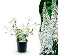 GreenboutiQ - Arbre à papillons - Buddleja davidii White Profusion - Fleurs Blanches - 1 Plante - Feuillage Caduc - Attire les Papillons - Pot 17cm Hauteur 25cm